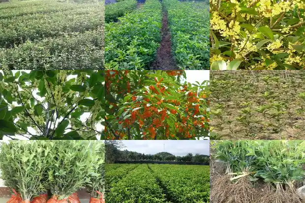 盆栽桂花树北方冬季怎么养好1681528165089