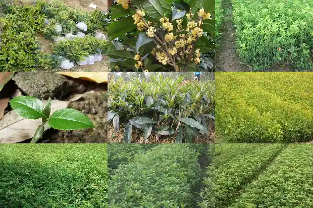 一斤桂花泡几酒和冰糖喝1689034760791