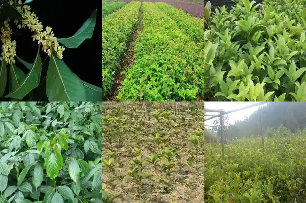 桂花怎么制作桂花茶1688607874592