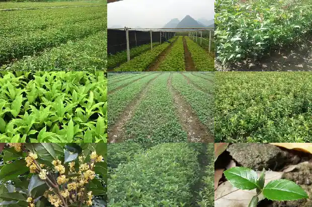 金桂桂花的功效与作用1689034837989