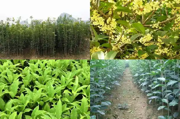 北方怎么种植桂花树1681690479812