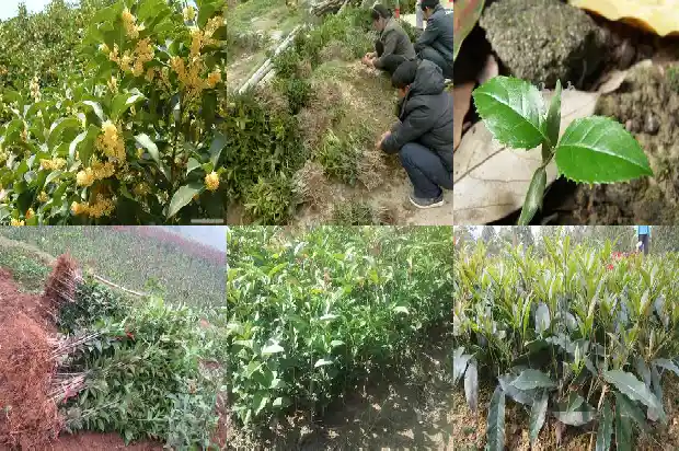 山桂花木材材质有哪些1690418160972