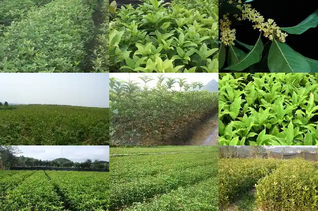 北方怎么种植桂花树1681690479955