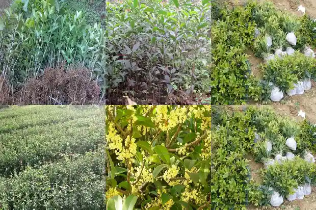北方如何养桂花树1681690618965