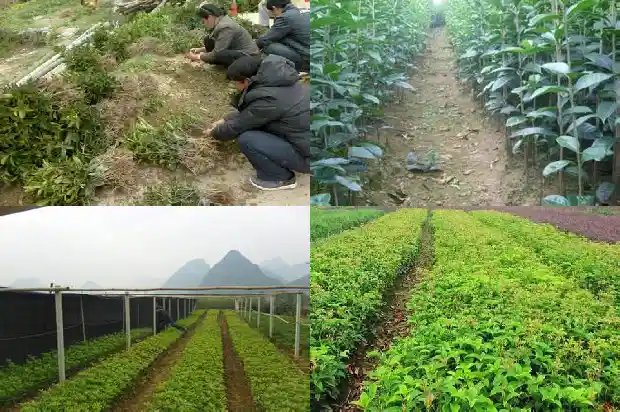 桂花树适合哪里种植1690591418417