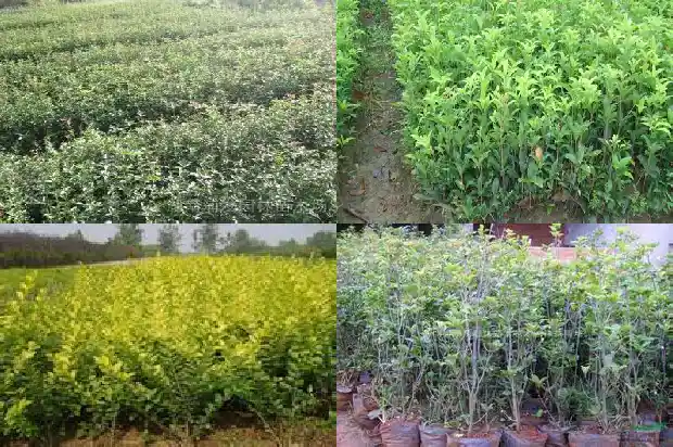 桂花茶高血压能喝吗1689576673061