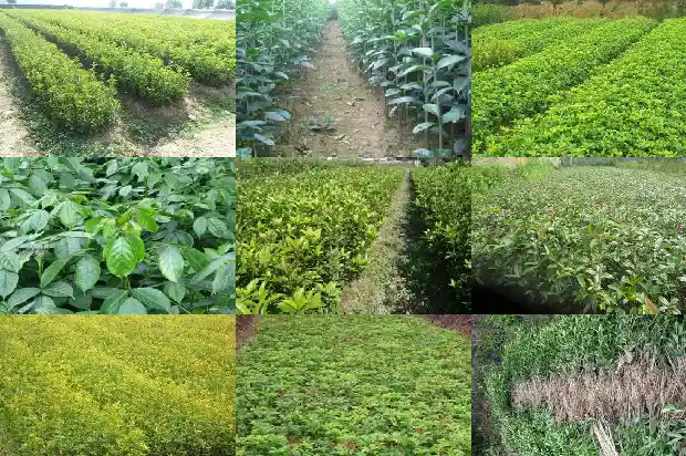 桂花树北方可以养吗1681690762803