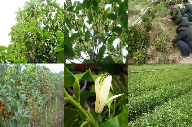 桂花树北方好养吗冬天1681690898438