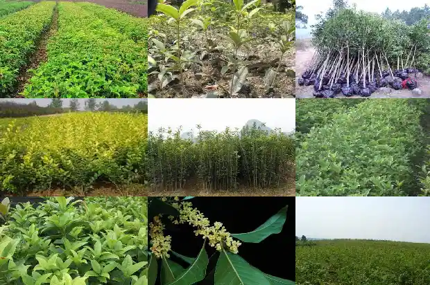 桂花树北方好养吗冬天1681690898485