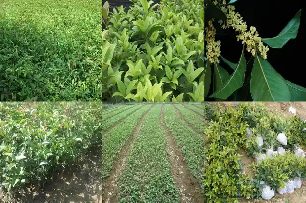桂花树北方好养吗冬天1681690898532