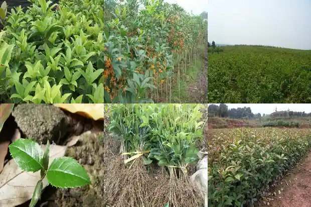 北方适合种的桂花树1681691179834