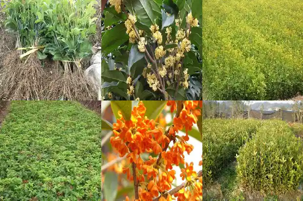 北方适合种的桂花树1681691179881