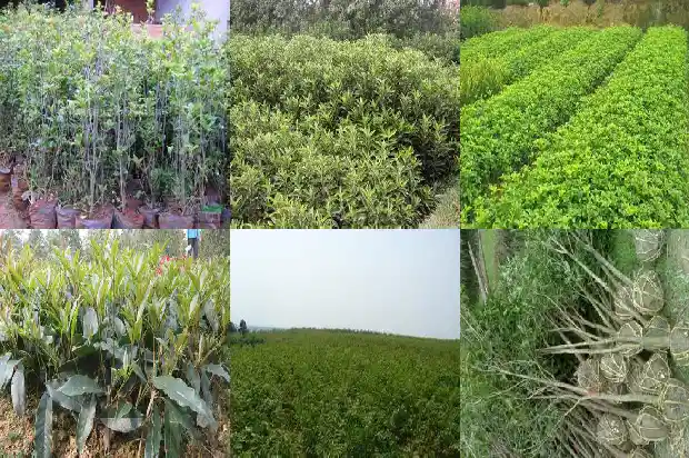 桂花树冬季怎么养才长得好快1681691430966