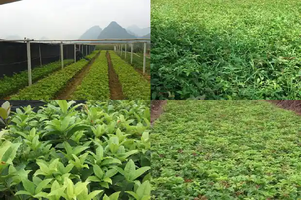 桂花树冬季怎么养才长得好快1681691431013