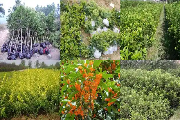 桂花树的生长环境和冬季养护1681691592070