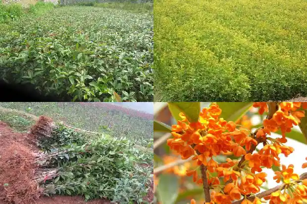 在北方怎么养桂花1681691957444