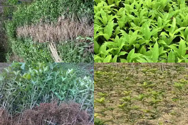 桂花树的花期是什么时候1681692104912