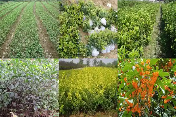 桂花树的花期是什么时候1681692105007