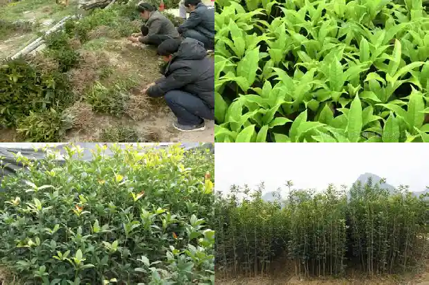 直径十厘米桂花树多少钱一斤1689726683259