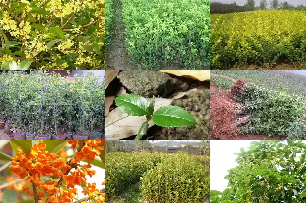 桂花树在南方还是北方种植1681692216895