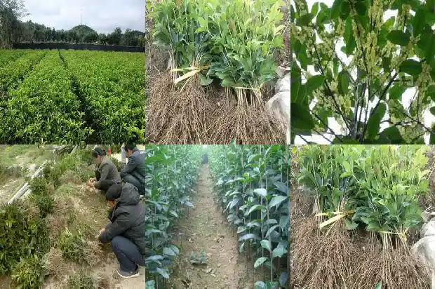 桂花树在南方还是北方种植1681692216943