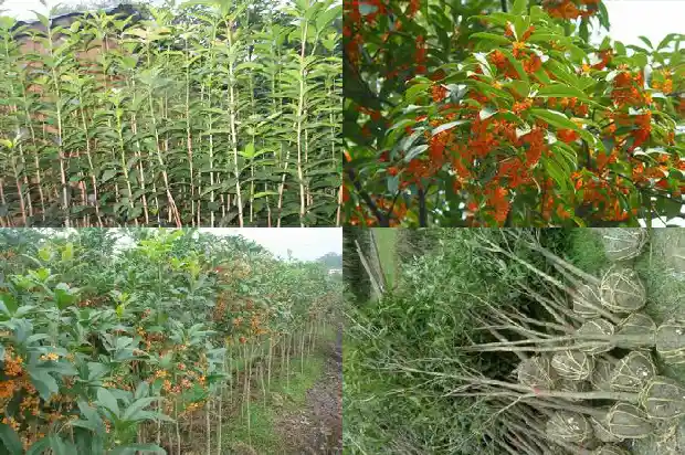 桂花树在南方还是北方种植1681692216989