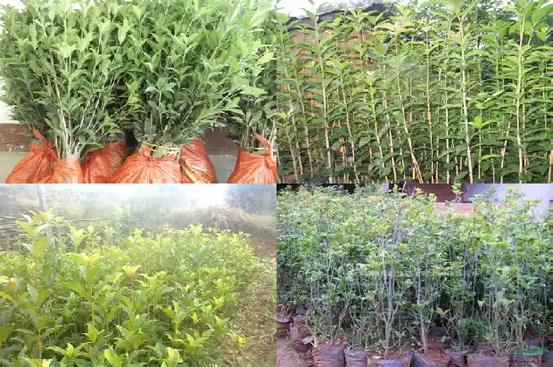 盆栽桂花树剪枝怎么剪1681692463020