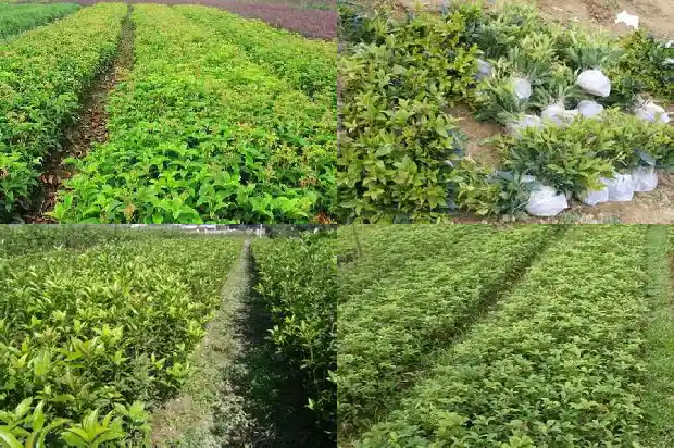 盆栽桂花树剪枝怎么剪1681692463068