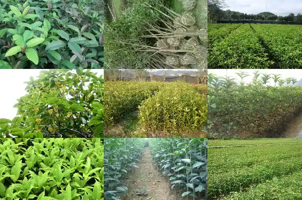 盆栽桂花树剪枝怎么剪1681692463164