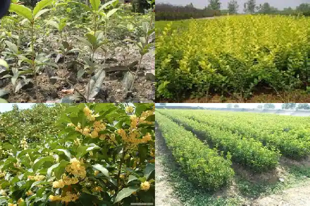 桂花每个月都开是怎么回事1688861395545