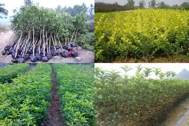桂花树如何剪枝栽培1681692571269