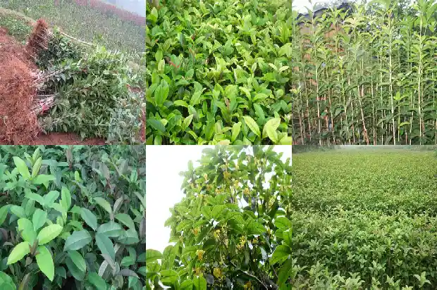 桂花树如何剪枝栽培1681692571317