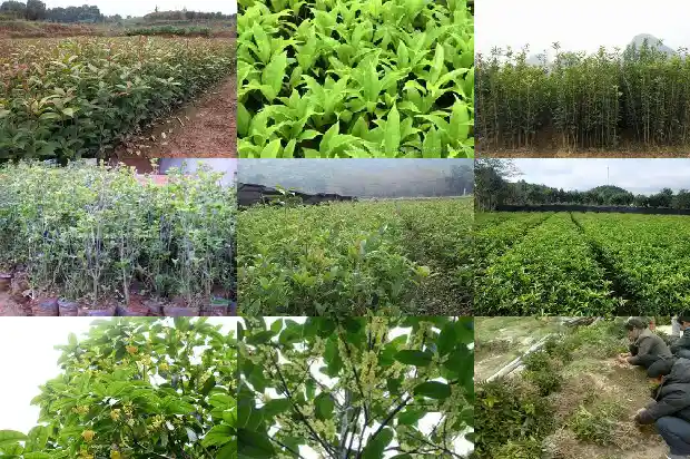桂花适宜的最低温度1681692675561