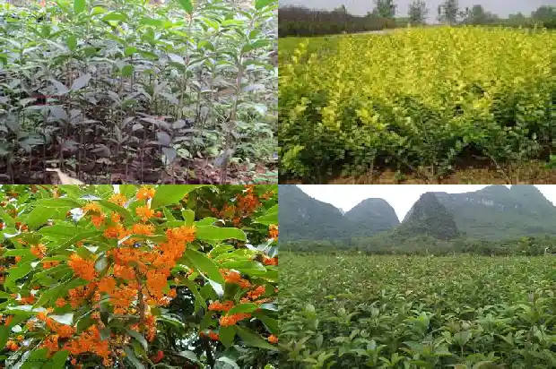 桂花果泡酒的正确做法窍门1689034810436