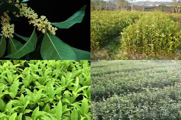 8公分桂花树的价格是多少钱一棵1689726853331