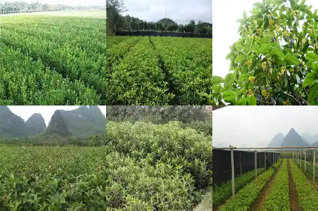 桂花的最低温度1681692876666