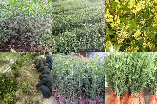 种桂花用什么土最好呢1681692981218