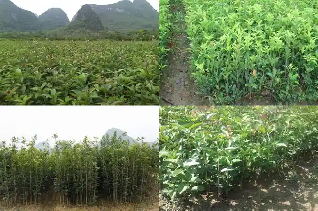 种桂花用什么土最好呢1681692981266
