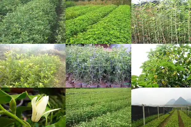种桂花用什么土最好呢1681692981314