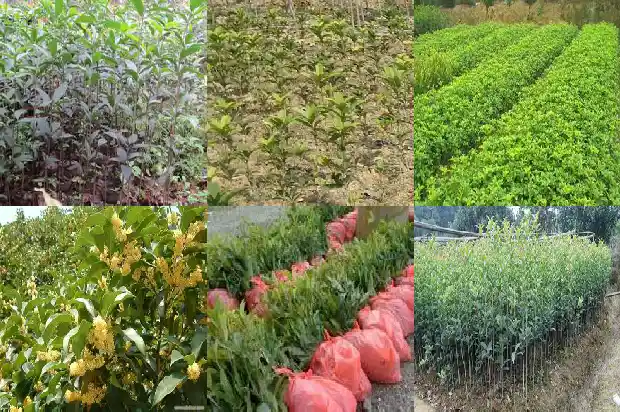 种桂花用椰糠可以么1681693330128