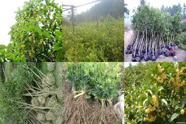 种桂花用椰糠可以么1681693330176