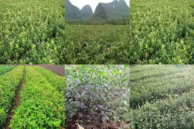 种桂花用椰糠可以么1681693330224