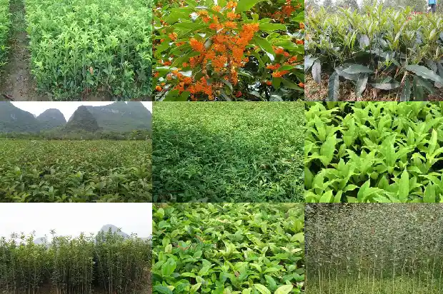 桂花树什么肥料最好1681693421831