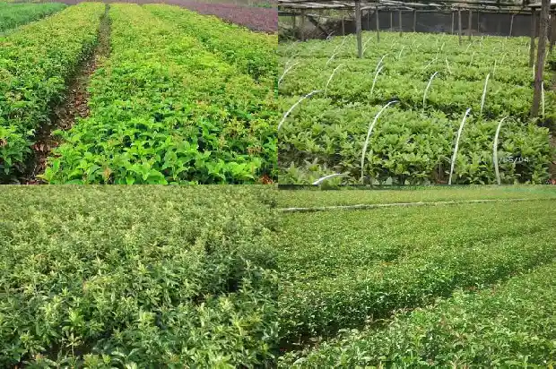 桂花树什么肥料最好1681693421879