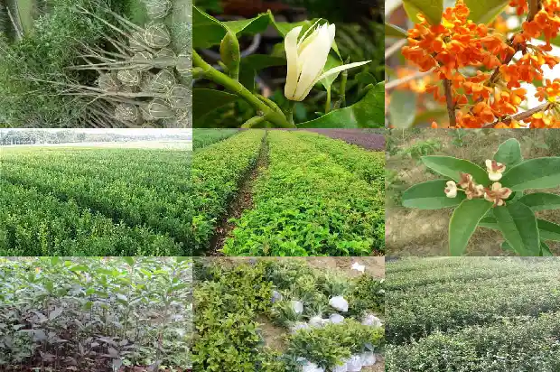 桂花树要什么肥料1681693515789