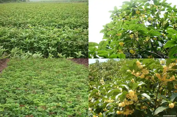 桂花树要什么肥料1681693515837