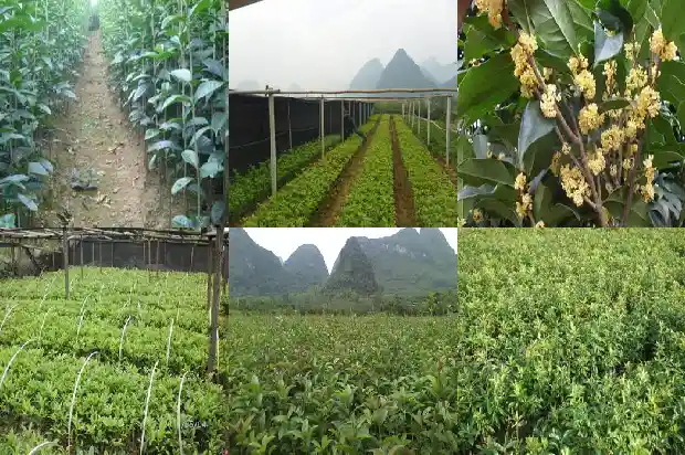桂花树要什么肥料1681693515885