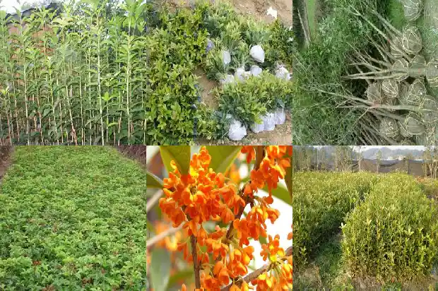 种植桂花树需要什么肥料1681693605494