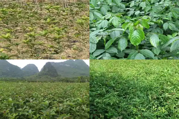 桂花树多少钱一棵啊1689640478485