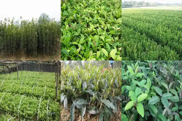 盆栽桂花树用什么肥料比较好1681693774367